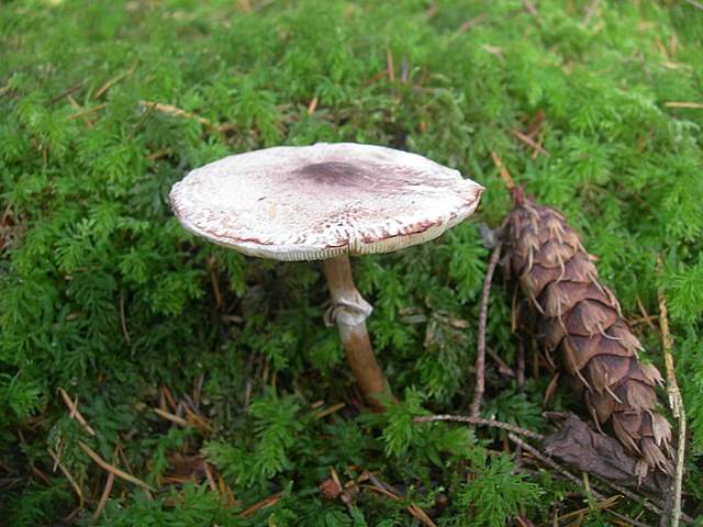 Prima  dell�era  glaciale